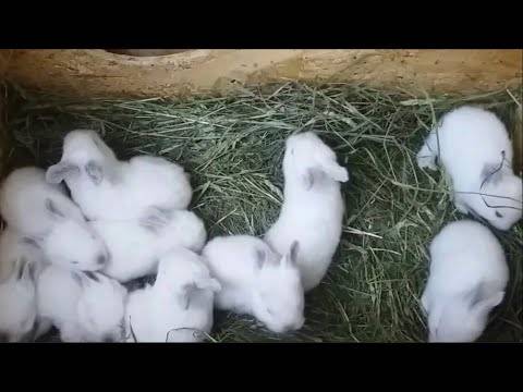Новорожденные кролики: этапы развития, уход и кормление