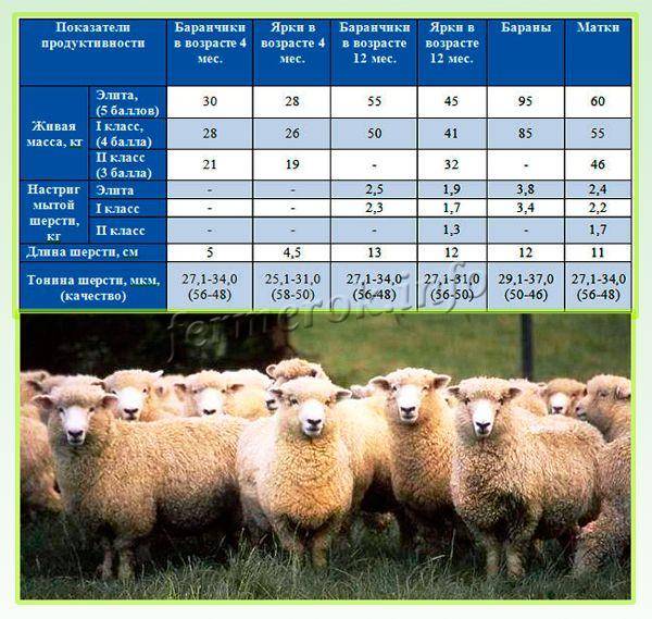 Сколько же весят бараны и овцы разных пород, процентный выход готовой продукции