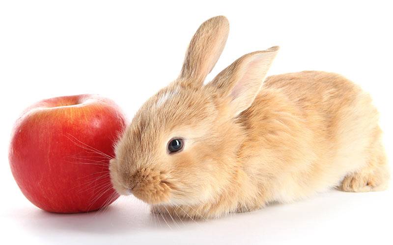 Можно ли давать кроликам яблоки: с какого возраста и в каких количествах