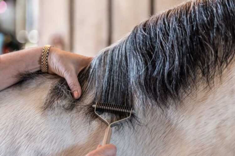 Как содержать лошадь в частном доме в домашних условиях: сколько стоит, полезные советы для новичка