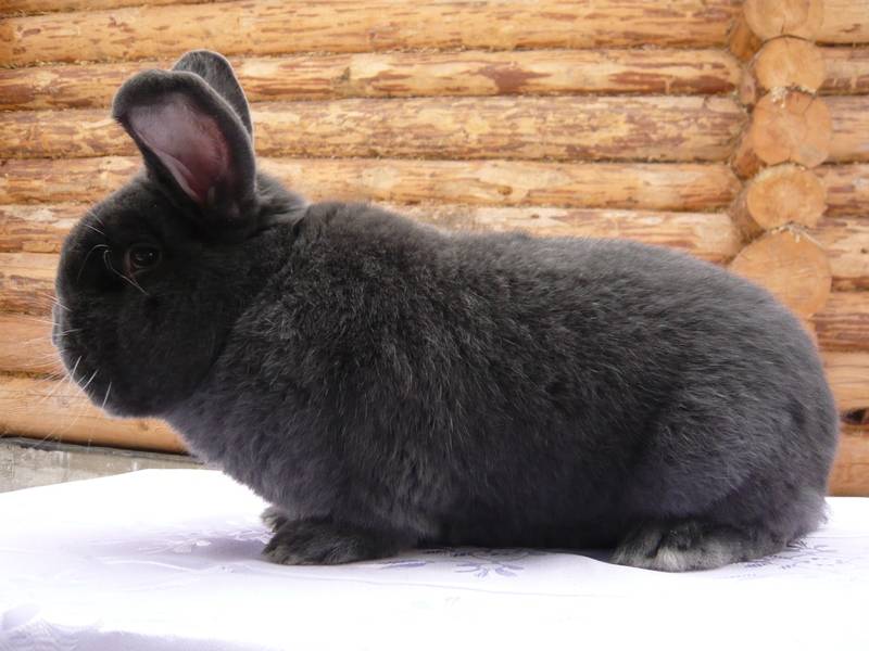 Венские голубые кролики: характеристики и особенности содержания породы