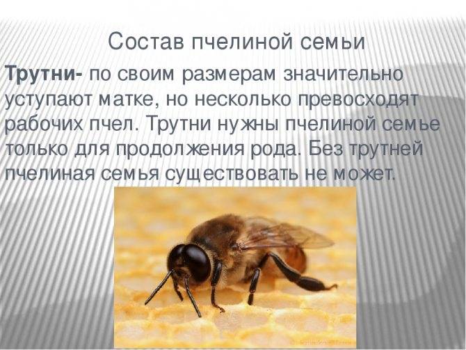 Кто такой трутень, какова его роль в пчелиной семье