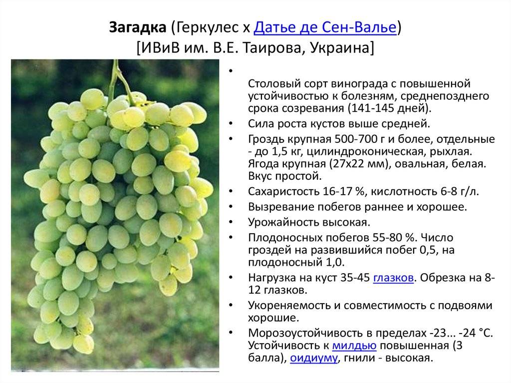 Секреты выращивания высокоурожайного винограда сорта августин