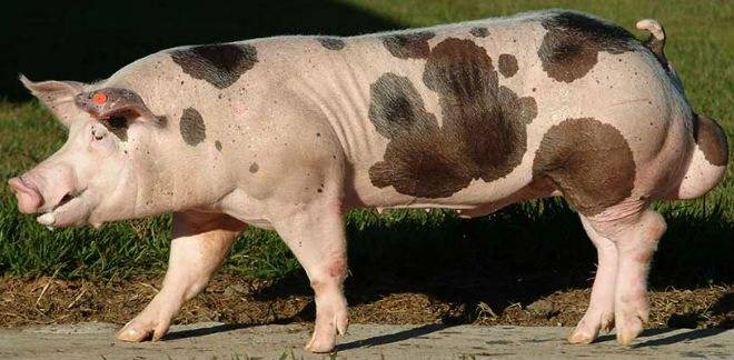 Пьетрен порода свиней характеристика фото
