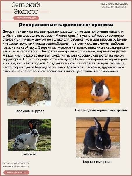 Некоторые секреты по уходу за декоративными кроликами | информационный портал о карликовых и декоративных кроликах