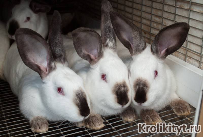 Кролики калифорнийской породы: описание, разведение, выращивание и кормление
