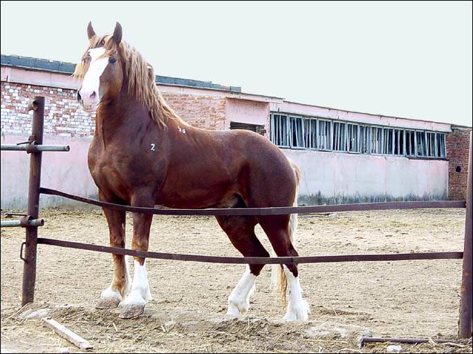 Лошадь тяжеловоз: история и виды