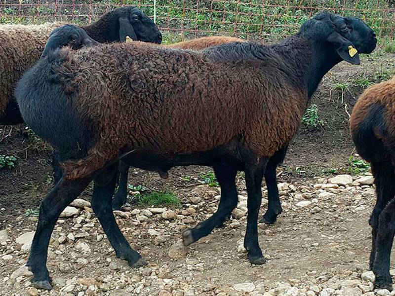 Овцы и бараны курдючной породы: описание, разведение, содержание и уход