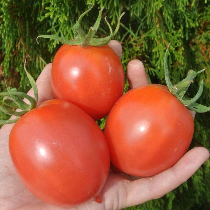 Характеристика и описание помидор сорта де барао