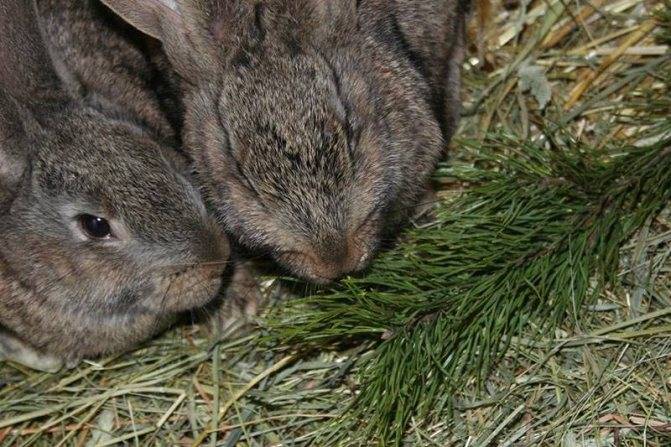 ᐉ какие ветки можно давать кроликам, а какие нельзя? - zooon.ru