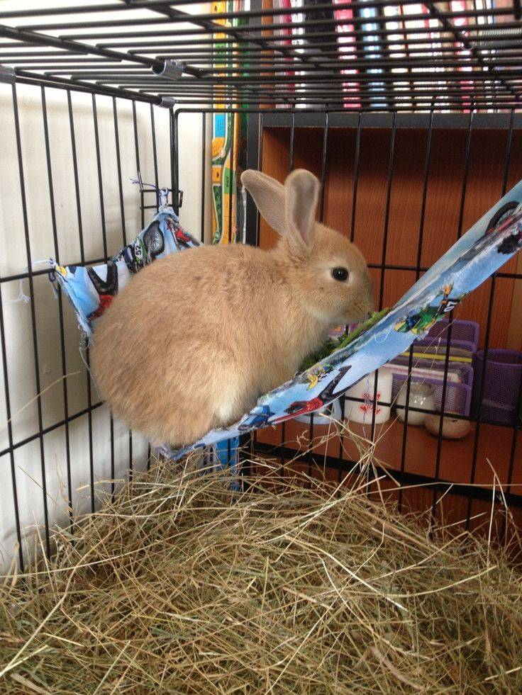 Как ухаживать за декоративным кроликом в домашних условиях