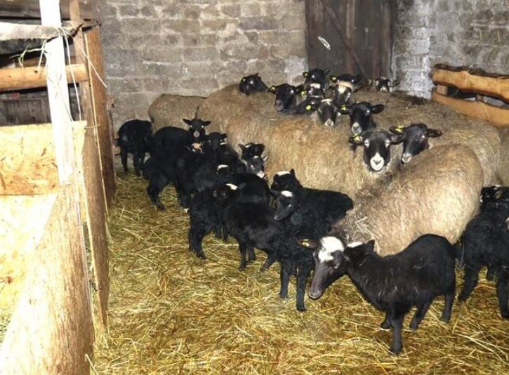 Романовская порода овец: разведение, содержание, характеристика