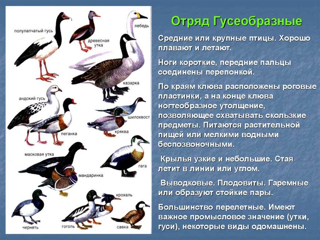 Виды диких гусей: популярные разновидности казарок с описанием и фото