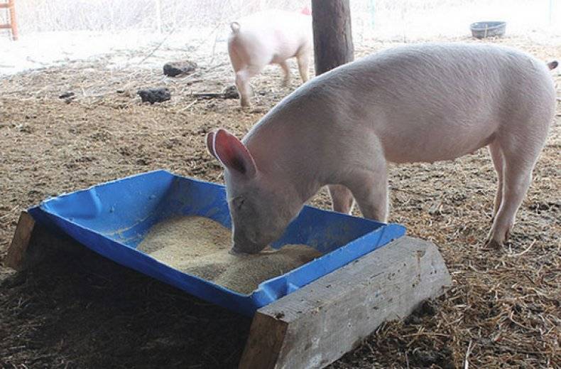 Бункерная кормушка для свиней: как выбрать и сделать кормушку для поросят? чертежи и размеры постройки бункерной кормушки
