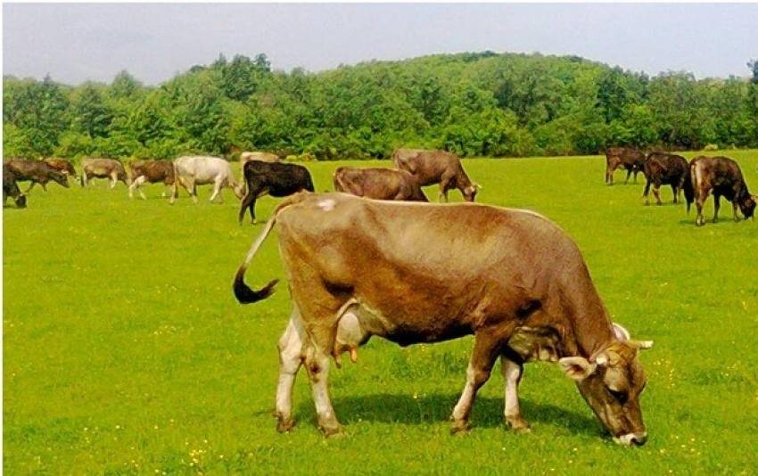 Джерсейская корова — характеристика, уход и кормление, отзывы, перспективы разведения. | cельхозпортал