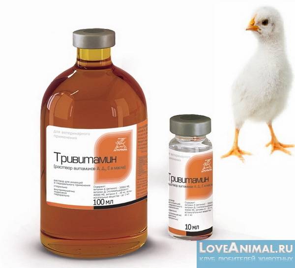 Тривитамин п: использование препарата в птицеводстве, состав и инструкция