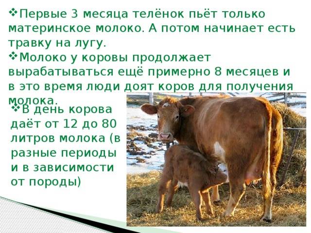 Сколько молока дает корова в день, в сутки и в год; почему корова дает молоко