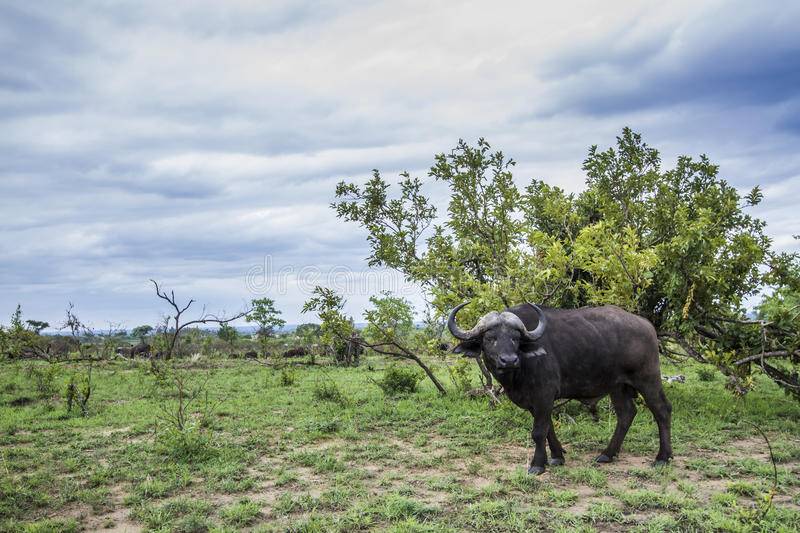 Гаур — самый большой дикий бык в мире (12 фото, статья, видео)