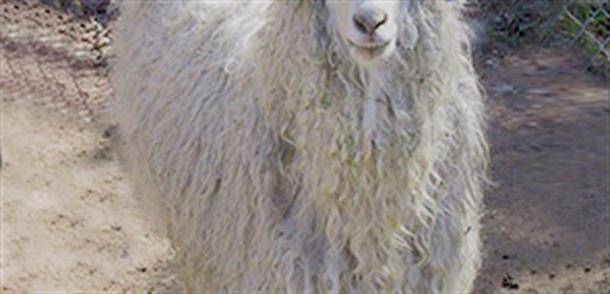 Ангорская коза: описание и характеристика коз, отличия от других видов, особенности содержания и ухода, как получить шерсть, фото