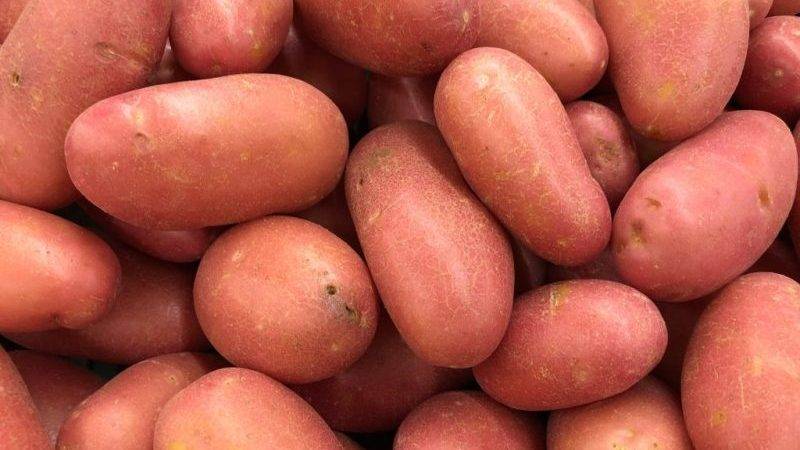 Сорт картофеля розара характеристика отзывы