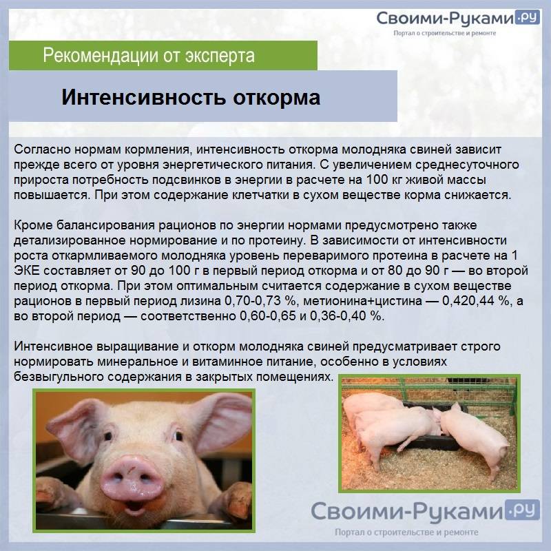 ᐉ почему свинья не ест: причины и что делать? - zooon.ru