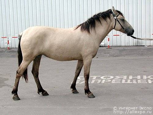 Башкирская порода лошадей: описание, виды