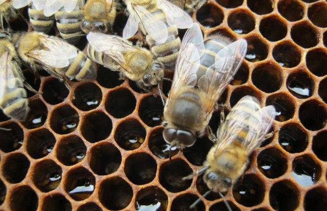 Трутень - это... пчелиный трутень: особенности строения, роль в пчелиной семье :: syl.ru