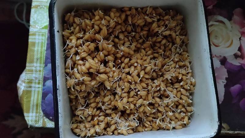 Как прорастить пшеницу для кур в домашних условиях: пошаговая инструкция и кормление