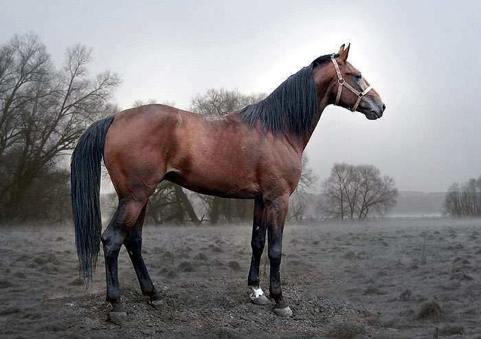 Русский рысак порода лошадей: вид и описание, разновидности, фото
