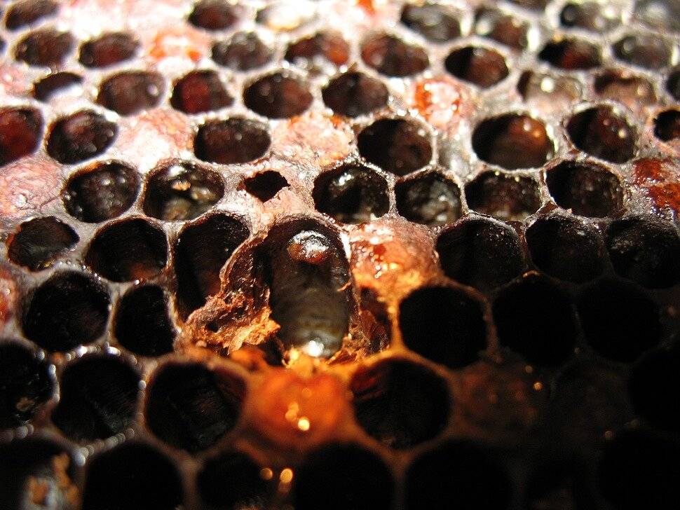 Гнилец у пчёл: разновидности, причины и признаки появления, особенности лечения, профилактические меры