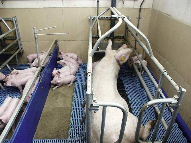 Станки для свиней: требования, изготовление клетки для опроса своими руками