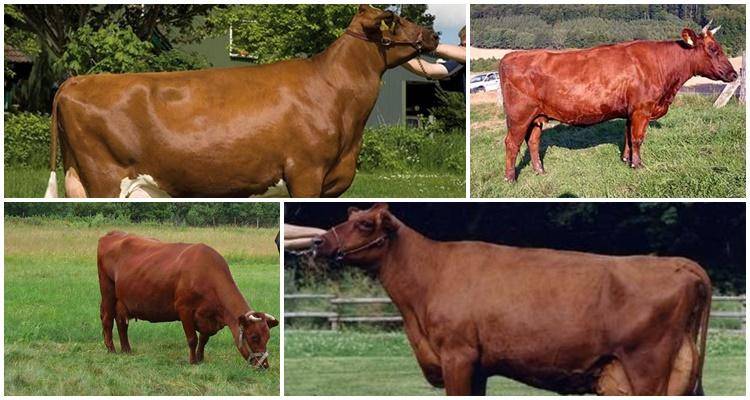 Абердин-ангусская порода коров: фото, описание — selok.info