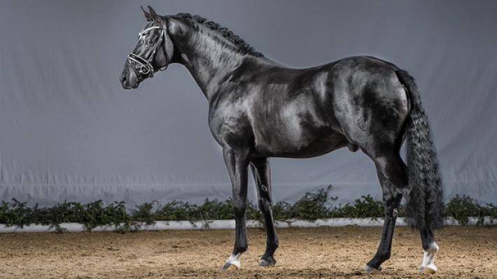 Андалузская лошадь — происхождение, особенности, покупка, разведение, уход и содержание