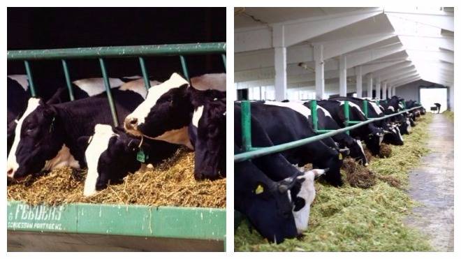 Кормление дойных коров: нормы и особенности кормления молочных коров