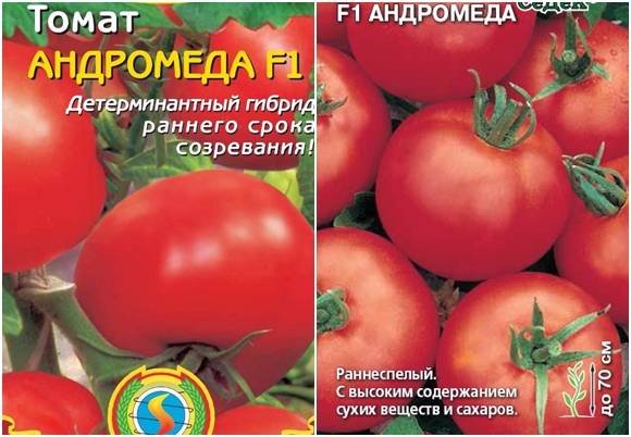Характеристика и описание томата андромеда f1 с фото и отзывами