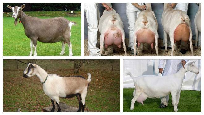 Топ-35 пород коз с кратким описанием каждого вида