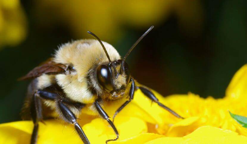 Характеристики и отзывы о карпатской породе пчел, их достоинства