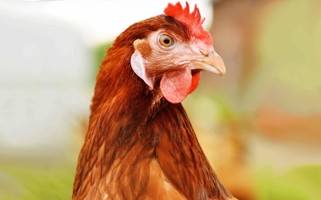 Курица браун ник: описание породы, содержание и разведение
курица браун ник: описание породы, содержание и разведение