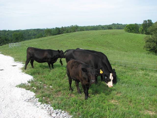 Покрыть быком или осеменить корову (все риски и выгода!) - мои коровы