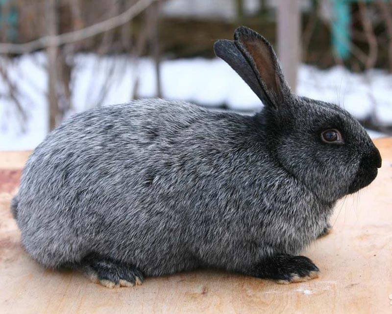 Описание и характеристики продуктивности кроликов породы полтавское серебро