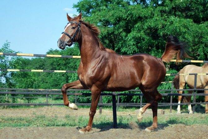 Буденновская лошадь: описание и характеристики породы (фото)