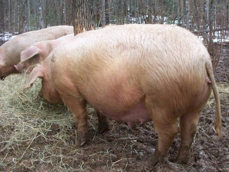 Племенное свиноводство | выбраковка свиноматок