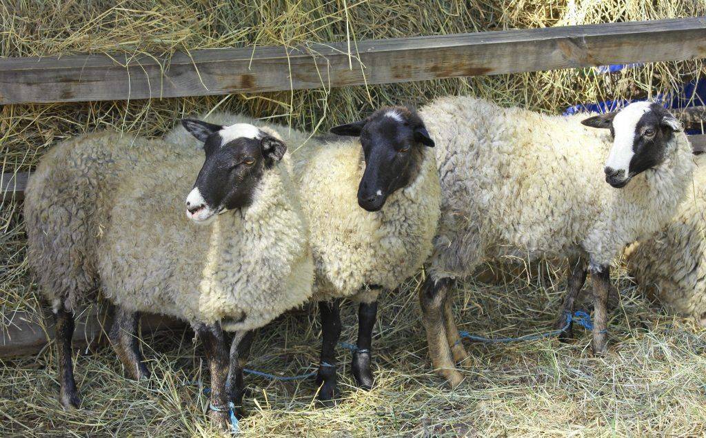Популярность романовской породы овец