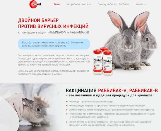 Прививки декоративным кроликам: какие и когда делать