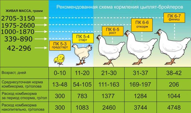 Выращивание цыплят-бройлеров: как правильно построить бизнес