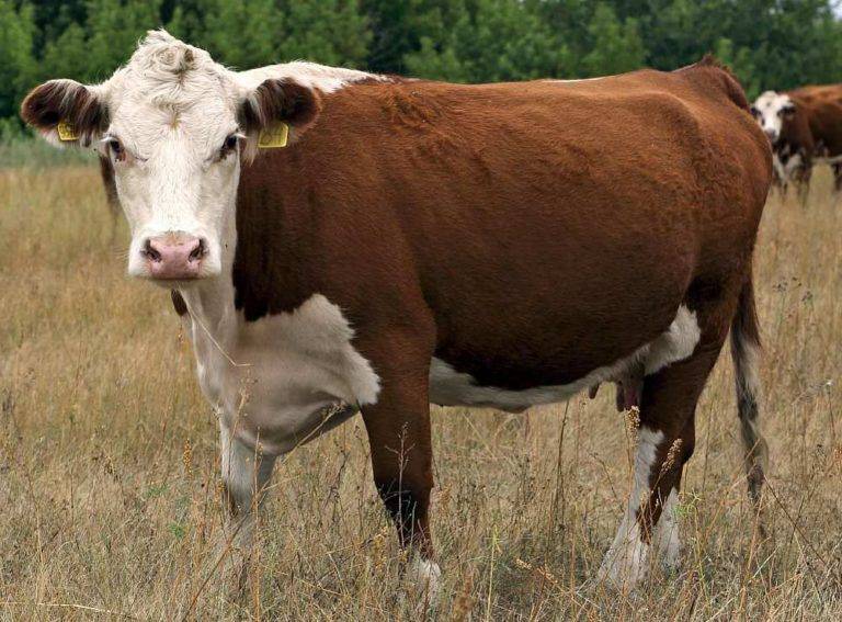 Мясные и молочные породы коров с фото и описанием
