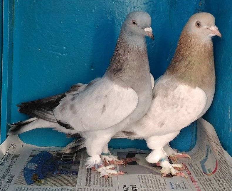 Столбовые бойные голуби: описание породы, разновидности и их особенности