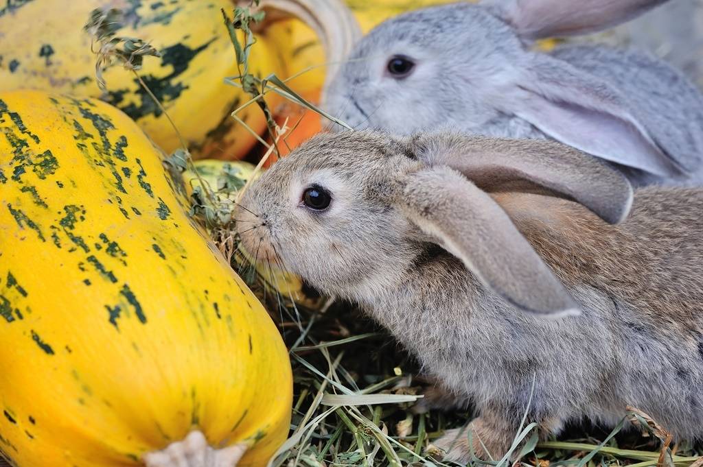 Можно ли кормить кабачками или кожурой кроликов?