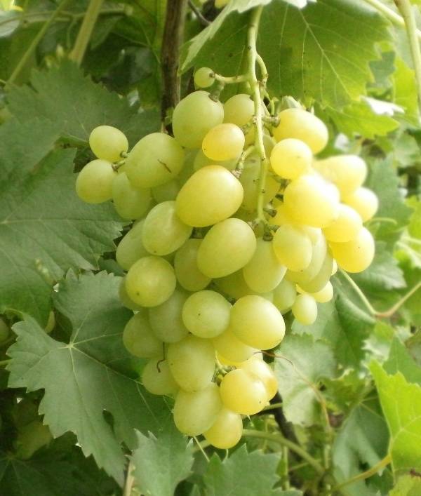 Виноград лора: характеристики и описание сорта, отзывы, посадка, уход, урожайность
