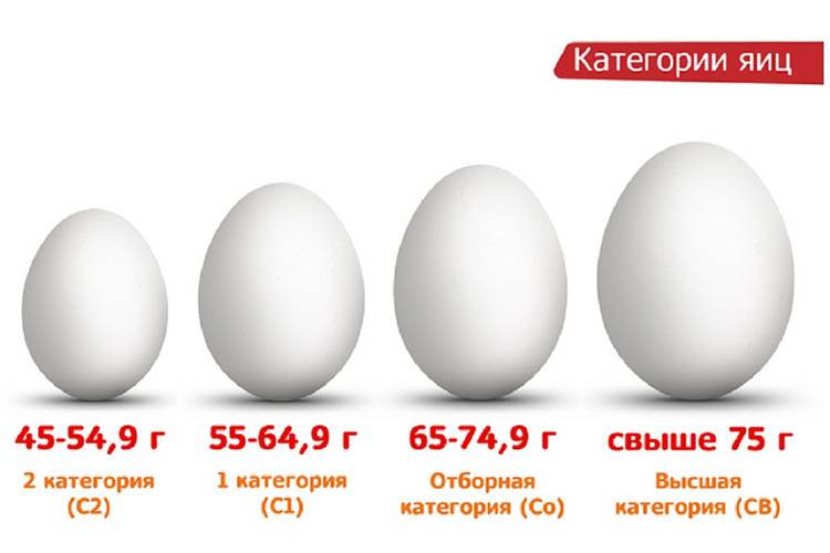 Вес одного куриного яйца: среднее значение и показатели у разных пород